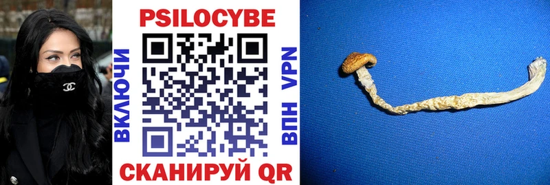 OMG tor  Верея  Галлюциногенные грибы Psilocybine cubensis 