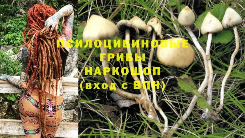 Галлюциногенные грибы Psilocybe  shop официальный сайт  Верея 